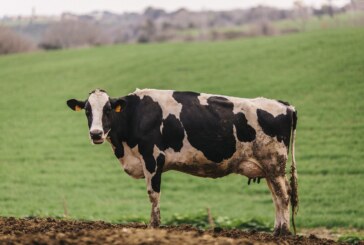 La Filiera del latte del Lazio apre le porte in fattoria