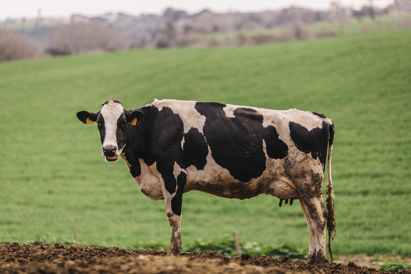 La Filiera del latte del Lazio apre le porte in fattoria