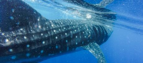 In Giappone torna la caccia alle balene